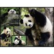 WWF088 1000pcs Pandas Puzzle Online Hot Sale