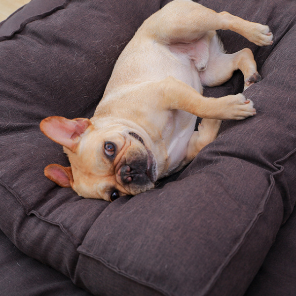 Dog Pillow Bed Online Sale